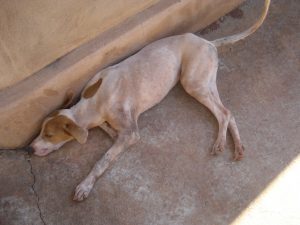 Cão envenenado