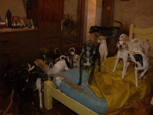 Aposentada tira sustento do lixo para manter 43 cães em Barretos, SP