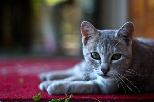 Grave doença em felinos pode ser evitada por meio de suplemento alimentar