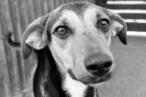 Feira de adoção de cães acontece neste domingo  no North Shopping Barretos