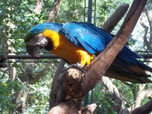 Semana orienta sobre ‘três pilares’ do ambiente