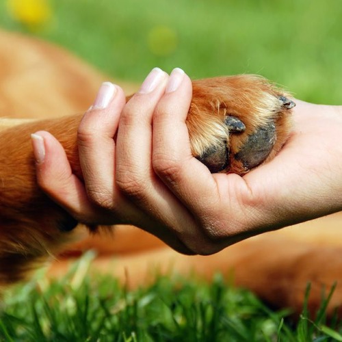 Dog paw and hand shaking