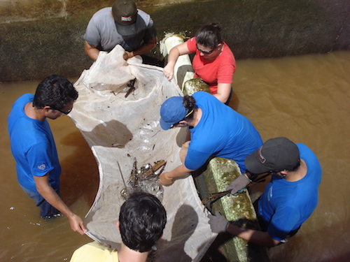 Monitoramento peixes (4)