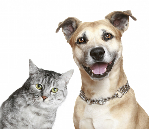 Staffordshire terrier puppy and gray cat. Isolated on white background