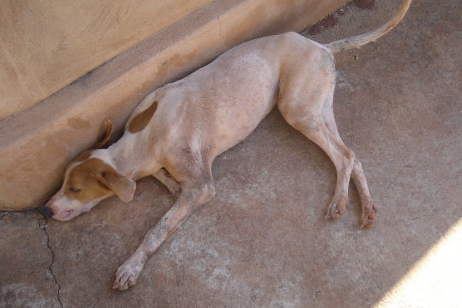 Cão envenenado