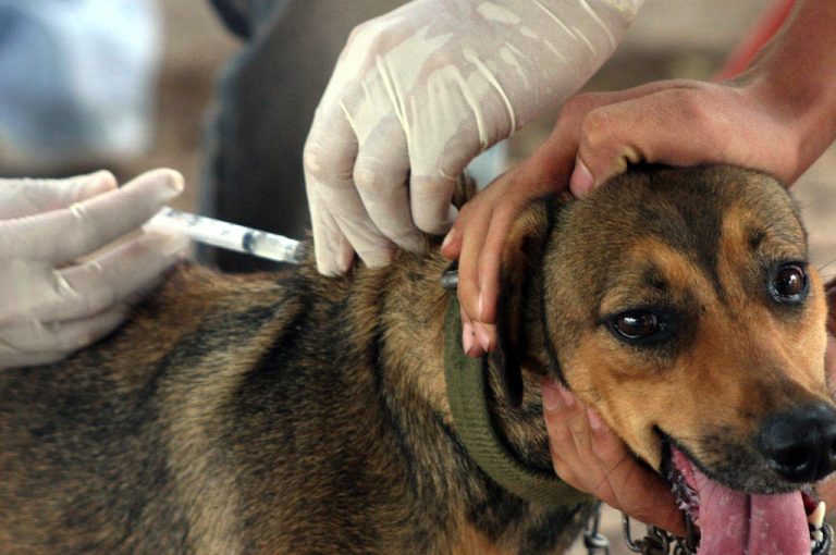 GUAÍRA: VACINAÇÃO CONTRA A RAIVA COMEÇA DIA 11