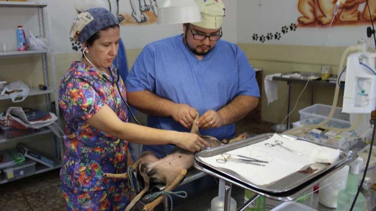 Prefeitura iniciará trabalhos de castração de cães e gatos