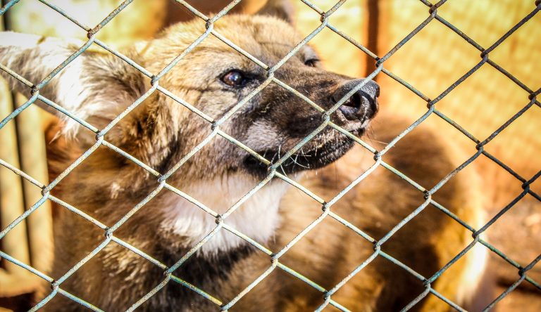 ZOOLÓGICO FECHA PARA REFORMAS