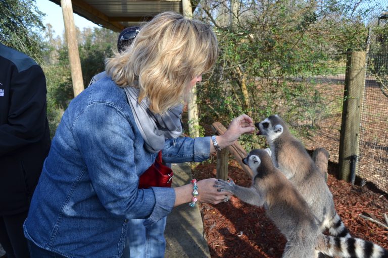 SAFARI WILDERNESS EXIBE ANIMAIS SELVAGENS DE TODO O MUNDO NA FLÓRIDA CENTRAL, MENOS DE 1H DE ORLANDO