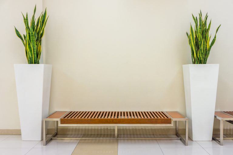 CINCO IDEIAS DE PLANTAS PARA USAR NA DECORAÇÃO DO APARTAMENTO