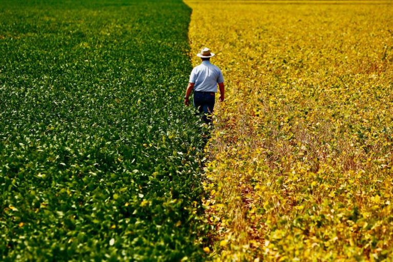 SIM! O AGRONEGÓCIO É UM DOS SETORES MAIS RELEVANTES PARA A ECONOMIA