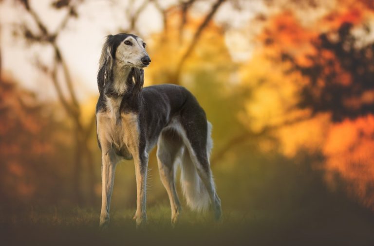 CONHEÇA OS SALUKI, UMA RAÇA DÓCIL E DE GRANDE PORTE