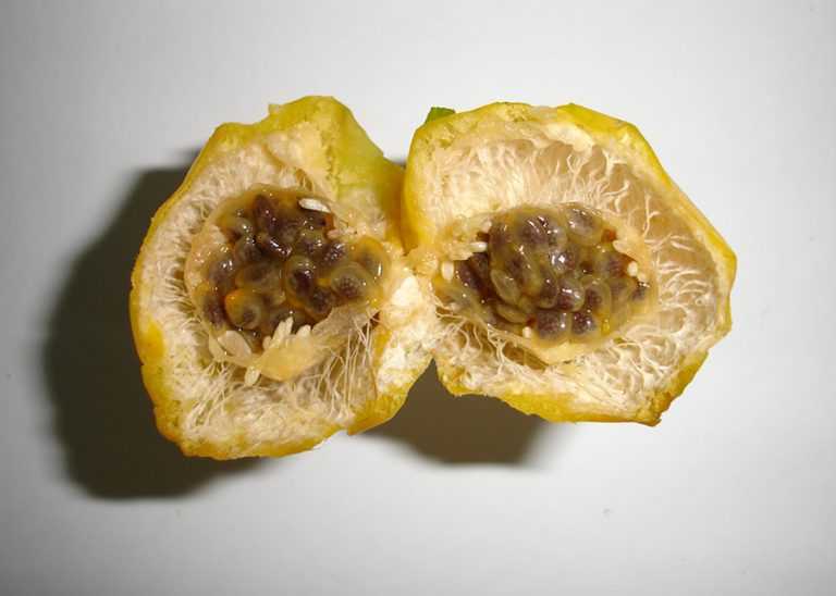 Maracujá-alho mostra resultados promissores para controlar tremores do mal de Parkinson