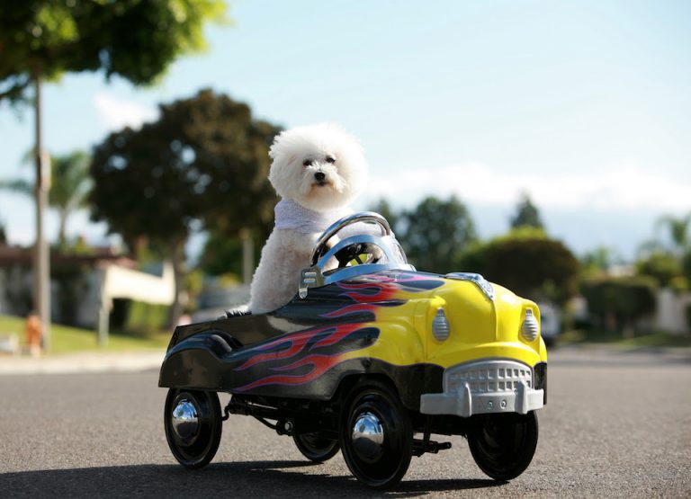 DICAS PARA VIAJAR COM OS PETS DE CARRO