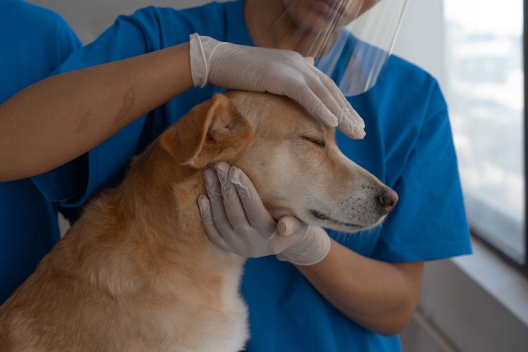 4 coisas importantes que os tutores podem fazer para melhorar a expectativa de vida dos pets
