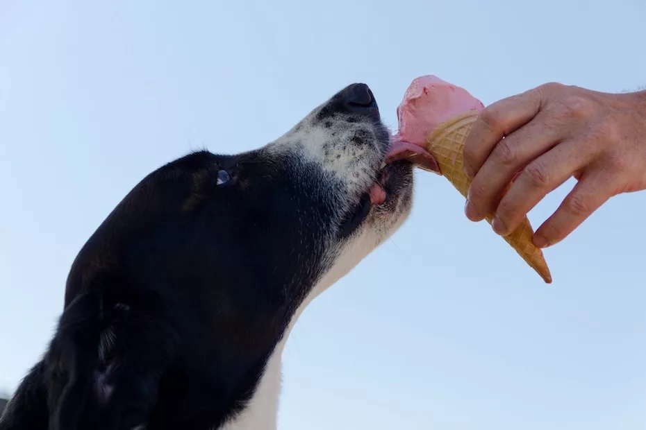 ‘Dia do sorvete’- Confira receitas com frutas que seu pet vai adorar