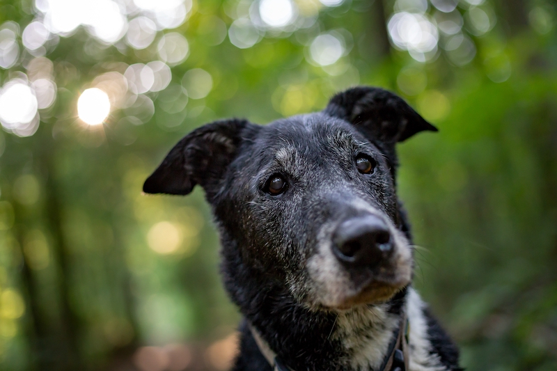 foto aproximada de um cachorro velho com fundo desfocado