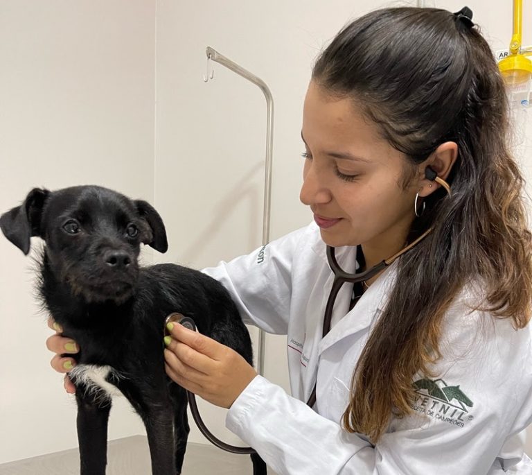 Meu pet foi envenenado por bicho peçonhento. E agora?