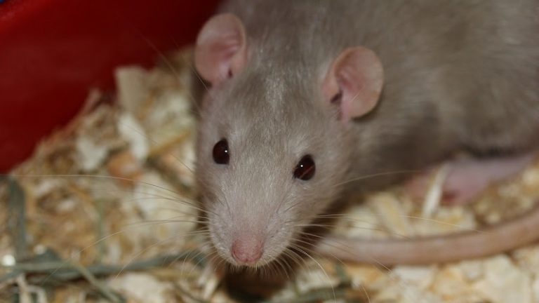 Proliferação de ratos representa ricos à saúde de pets