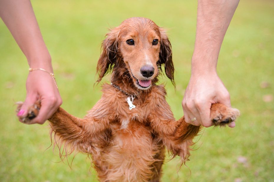 Como uma empresa pode ajudar ONGs de proteção animal?