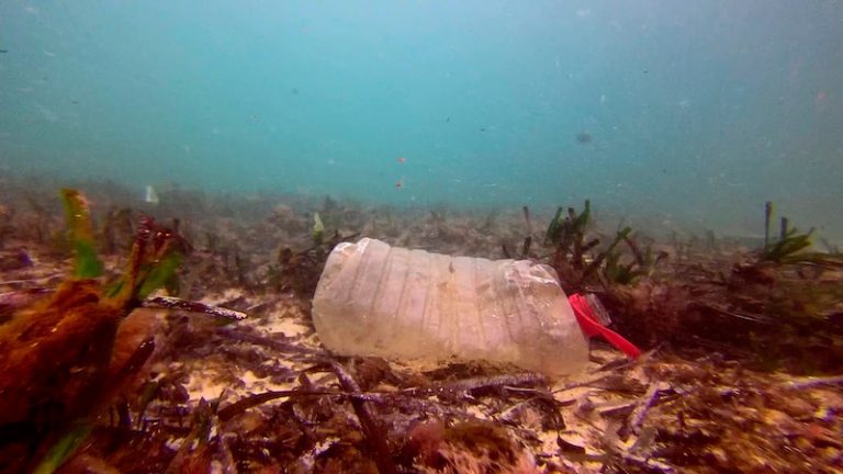 Plástico mata 1 em cada 10 animais marinhos no Brasil