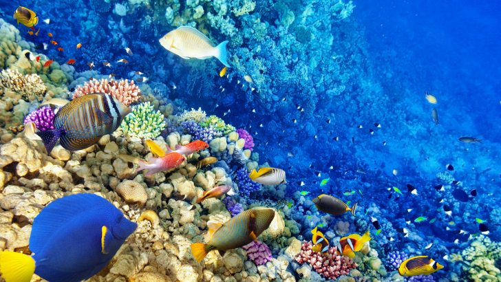 Os corais possuem uma importante função ecológica