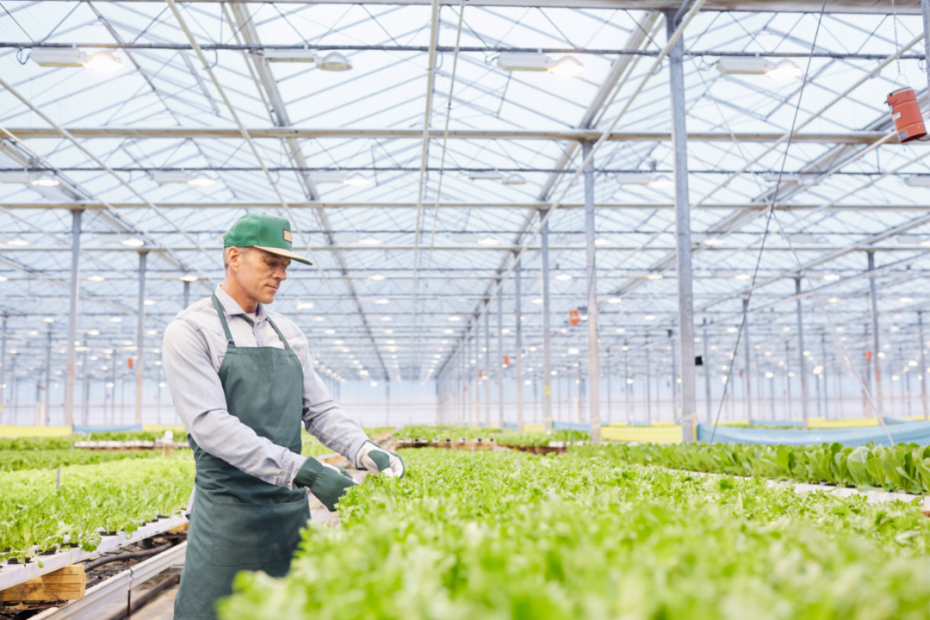 Boas ações praticadas no manuseio e limpeza de frutas e hortaliças