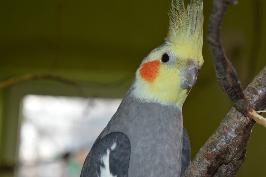 Rações importadas são opções para donos de aves domésticas