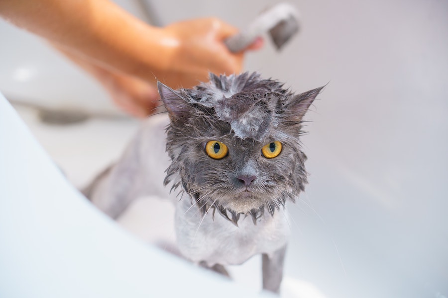 Confira no texto a seguir se é possível dar banho em gatos em banheiras e como realizar esse processo da melhor maneira!