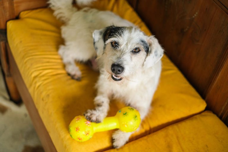 Fevereiro roxo: Saiba quais cuidados ter com PETS IDOSOS