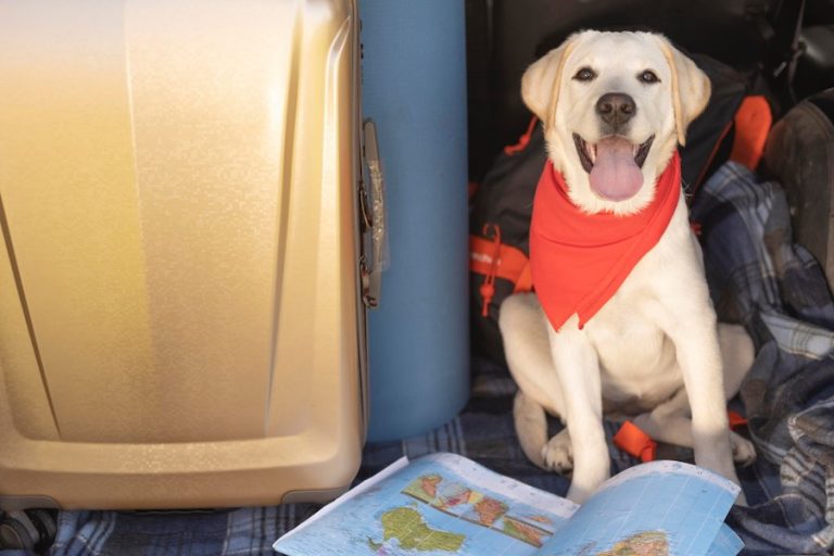 Pets a bordo: 10 dicas para viajar de ônibus com cães e gatos