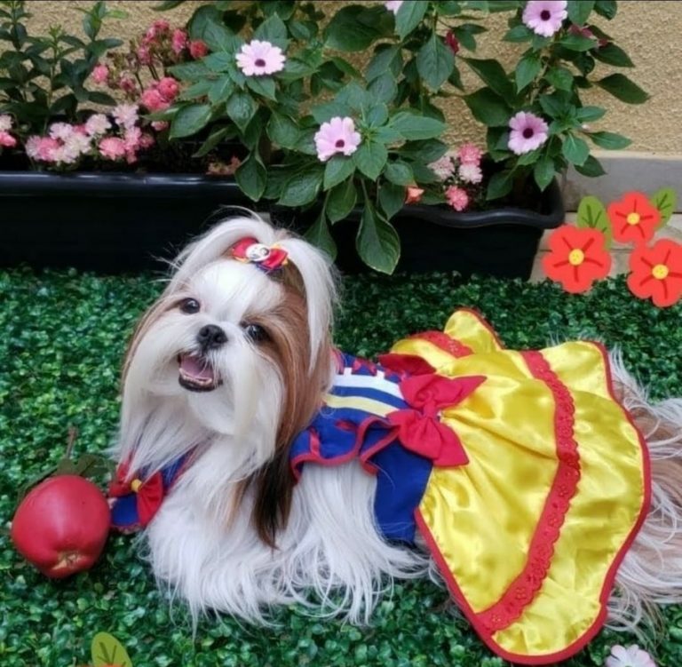 Roupas temáticas para pets fazem sucesso