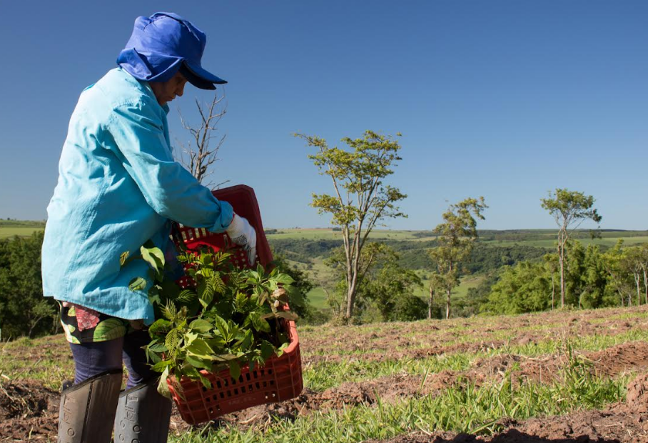 Como se dá a neutralização de carbono por plantio de árvores