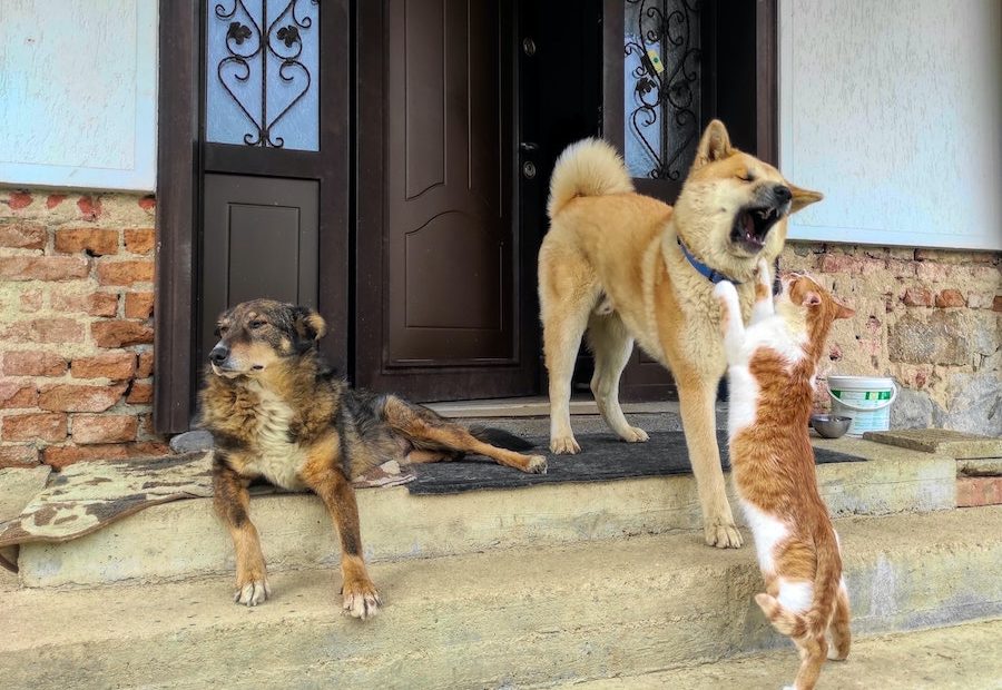 A Importância da castração de cães e gatos para a sociedade