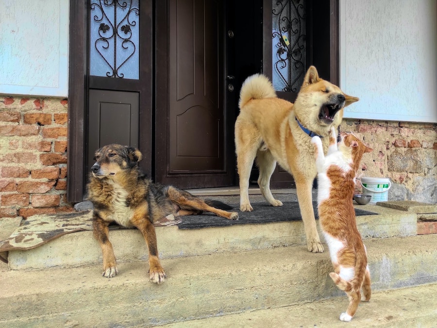 A Importância da castração de cães e gatos para a sociedade