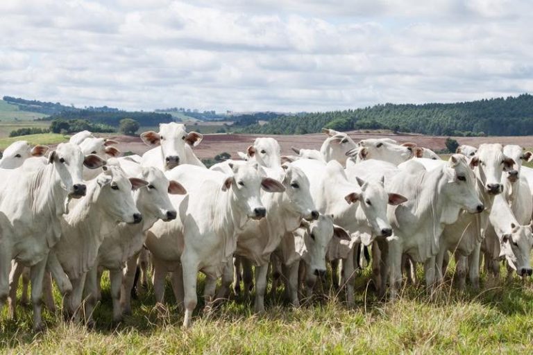 Minerva Foods promove ciclo de treinamentos de Bem-Estar Animal para pecuaristas parceiros da planta de Barretos (SP)