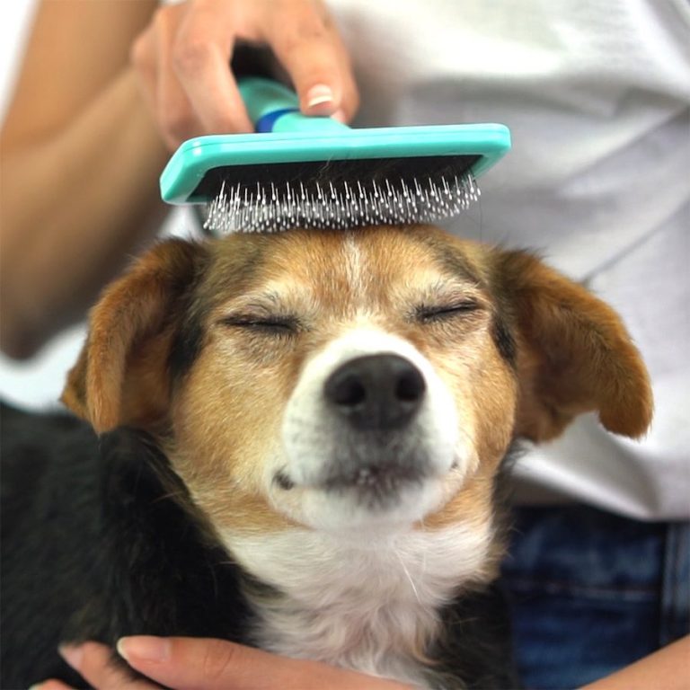 Quer cuidar do pelo do seu pet em casa?