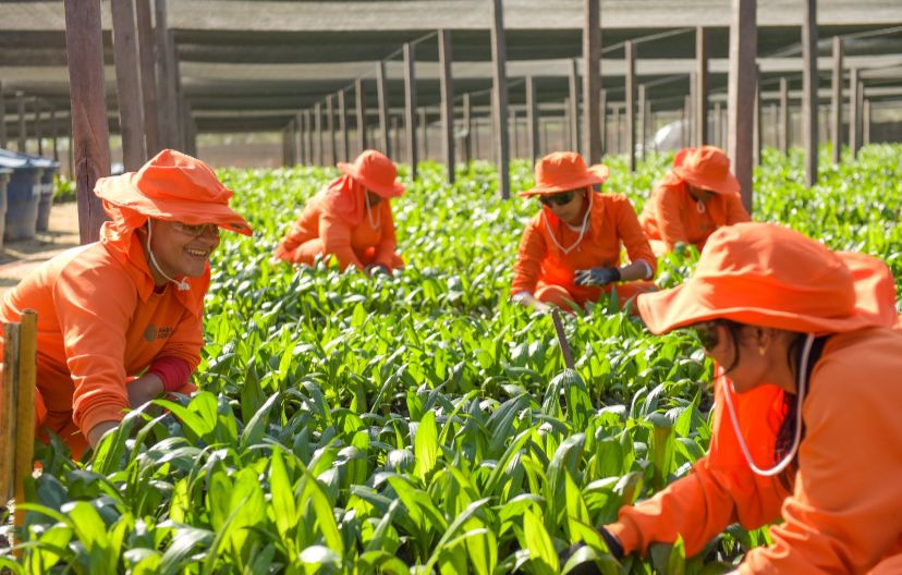 O trabalho de agricultoras da Amazônia gera insumos sustentáveis para o país