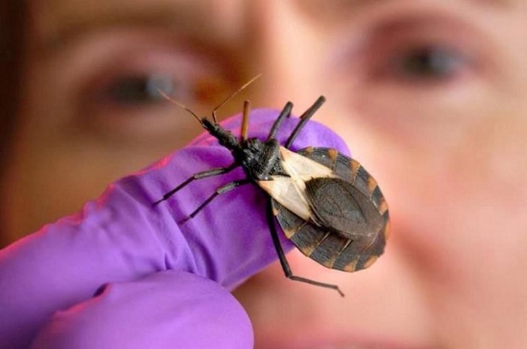 Doença de Chagas: Brasil é um dos únicos fabricantes do insumo essencial para o tratamento