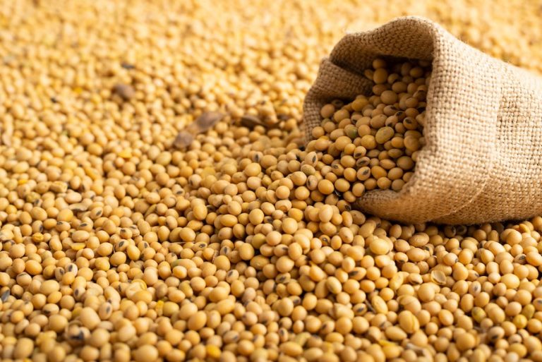 Entenda como conflito entre Rússia e Ucrânia afeta o mercado de grãos