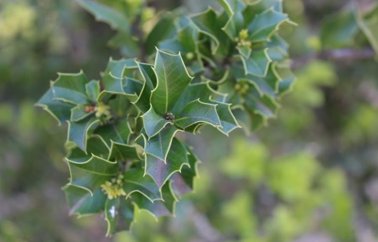 Planta medicinal brasileira oferece proteção natural para o sistema digestivo