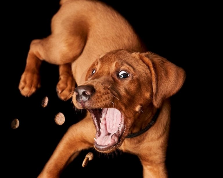 Mercado de produtos e alimentos para cães cresce e ganham espaço nos mercados