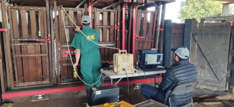 Produtividade na pecuária: ultrassonografia de carcaças pode ser subsidiada pelo Sebraetec