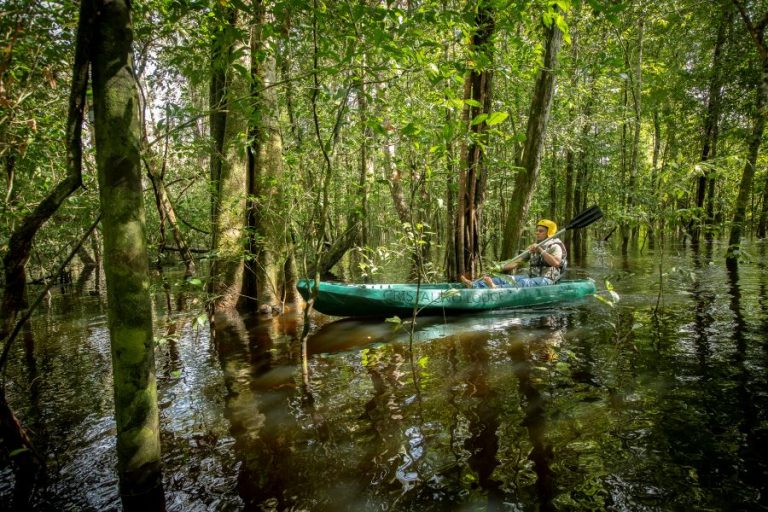 Canoagem na Floresta de Igapó: aventura em meio à estação verde dentro do bioma amazônico