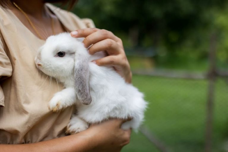 Pets exóticos e silvestres: saiba tudo para uma tutoria responsável
