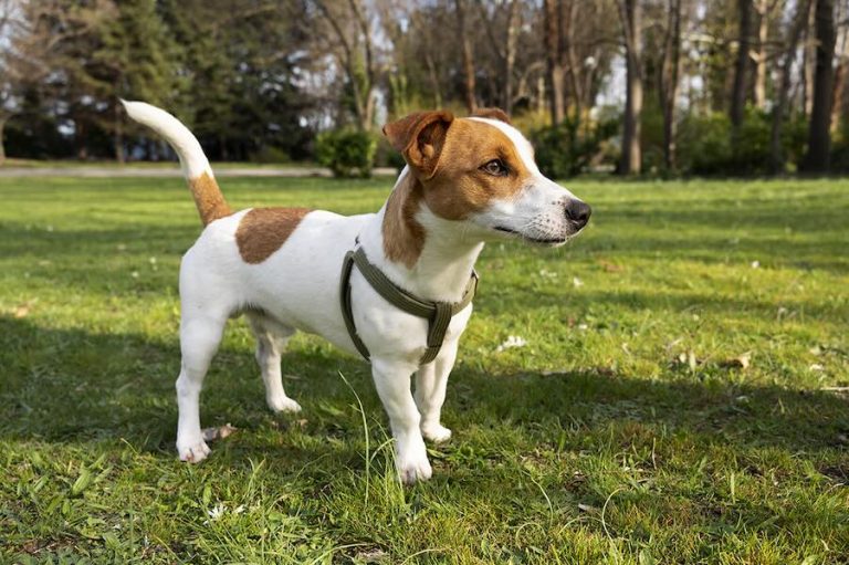Vermifugação em cães: desvendando mitos, verdades e sua influência no bem-estar