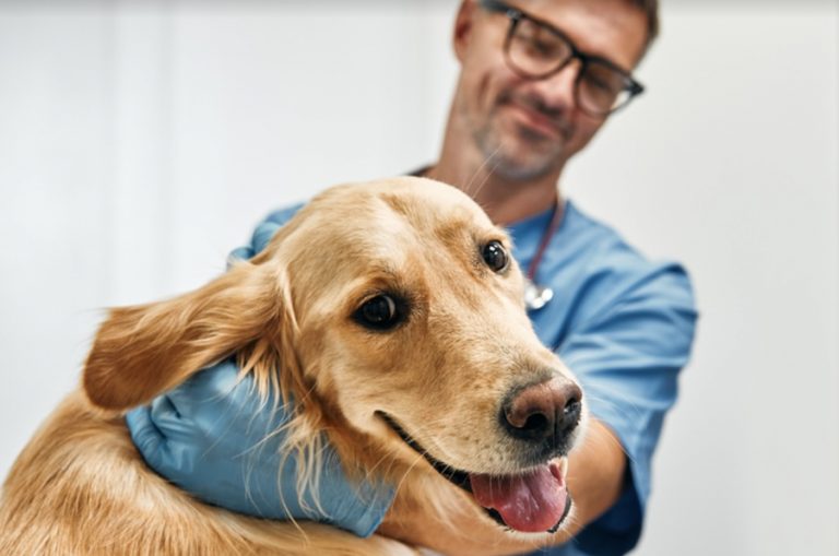 Médico veterinário: ganhos, áreas de atuação, tudo neste guia!