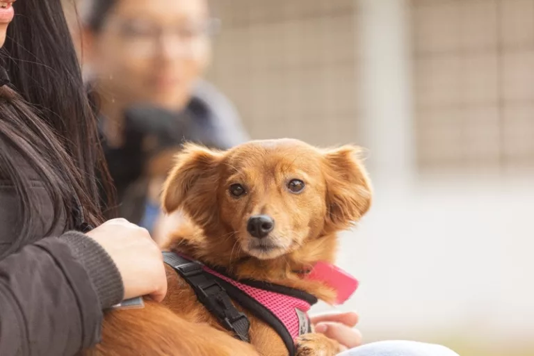 Campanha de Castração acontece no próximo dia 27 de março, em frente à Clínica Veterinária