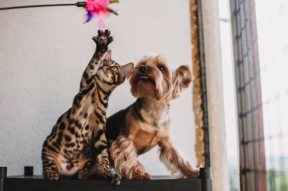 Cachorro X Gato- Shopee revela que cachorros são os preferidos dos paulistas em buscas e vendas na plataforma