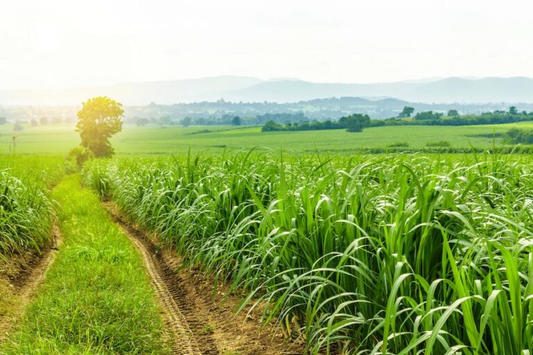 Controle da Cigarrinha das Raízes: estratégias para minimizar perdas durante período chuvoso quando praga se prolifera nos canaviais